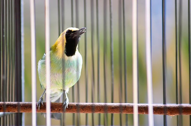 Bird perched inside a cage