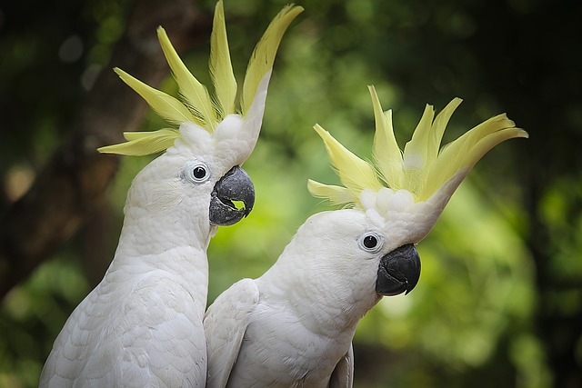 cockatoo