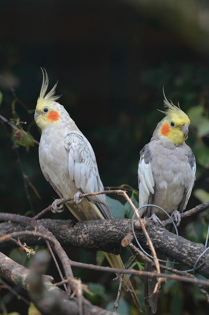 cockatiels