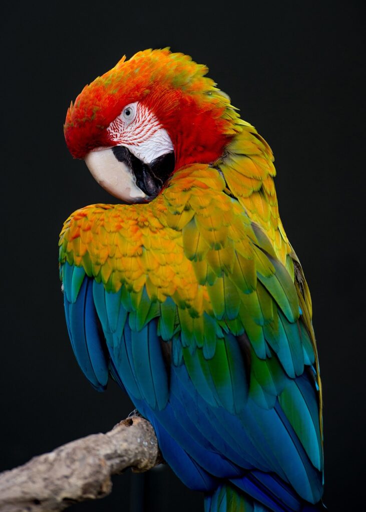 parrot