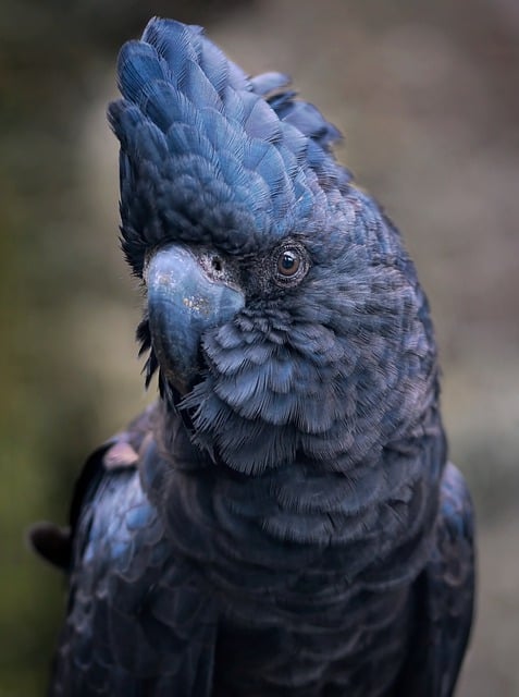 red tailed black cockatoo