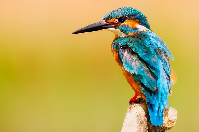 king fisher