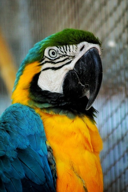 parrot