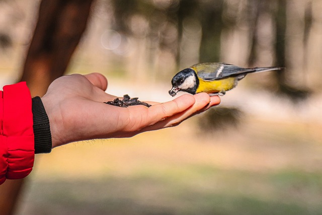 A Guide to the Best Pet Bird Breeds