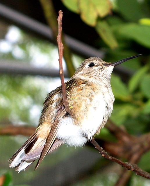 Molt Magic: Navigating Your Bird Through Molting Season