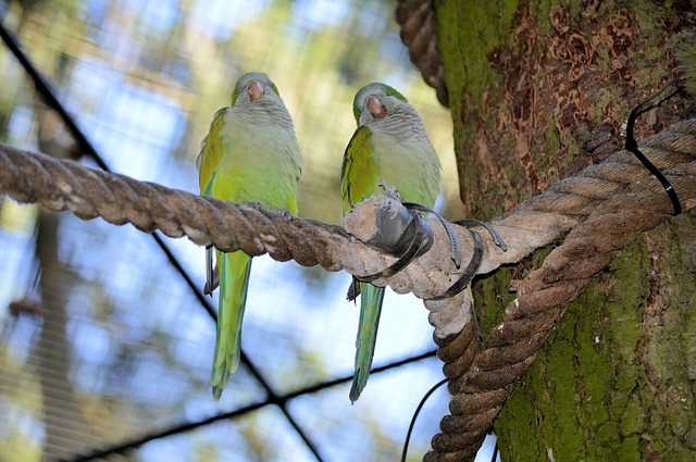 Unveiling the Best Lovebird Toys for Sale