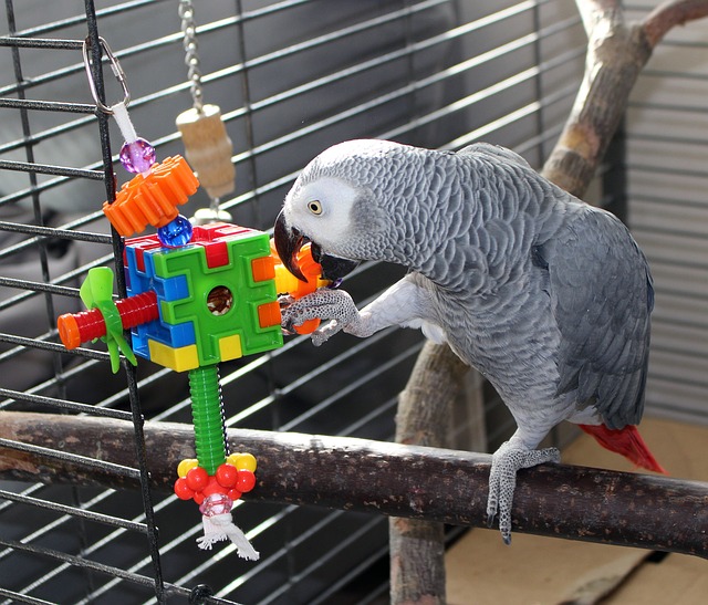 Exploring the Best Parrot Toys for Sale