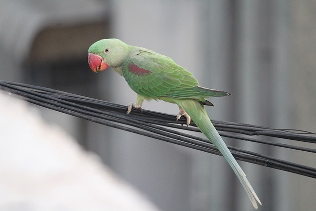 Handle with Care: A Practical Guide to Introducing Your Hands to Your Ringneck