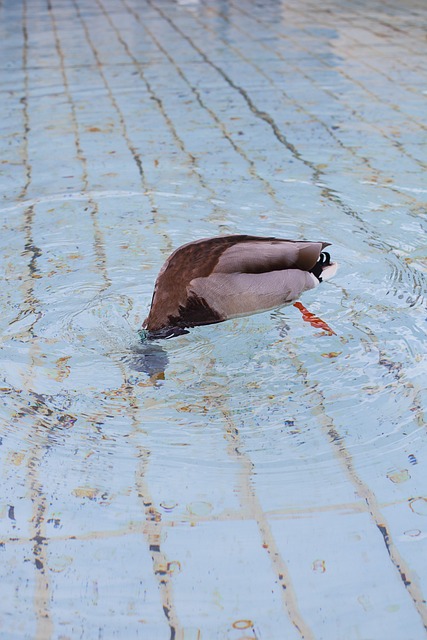 Flight to Tranquility: How To Soothe A Stressed Bird